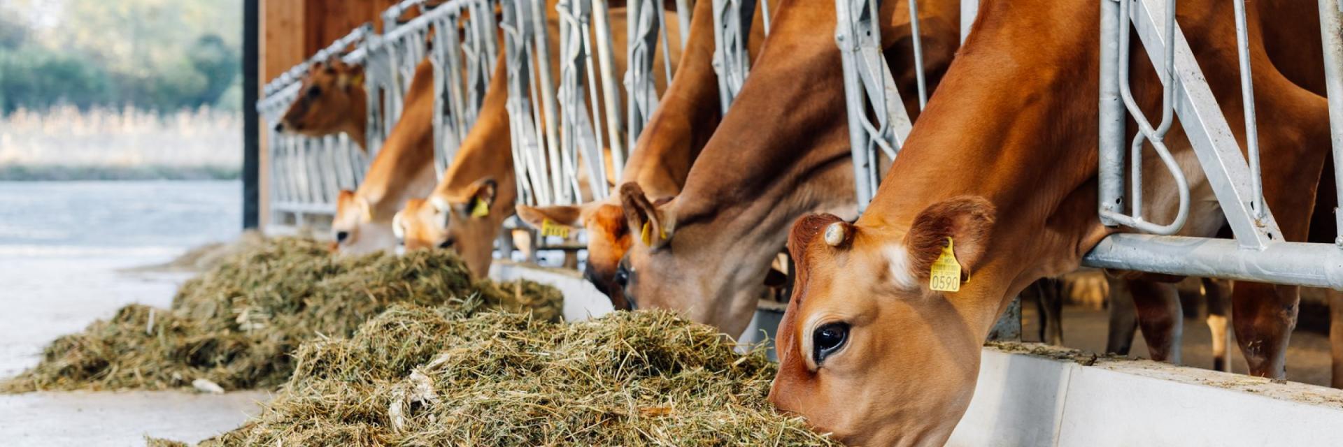 Bunătăți din Călata