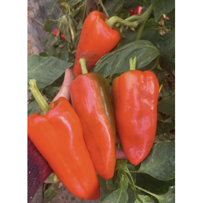 Ardei capia roșu - 1 kg