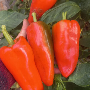 Ardei capia roșu - 1 kg