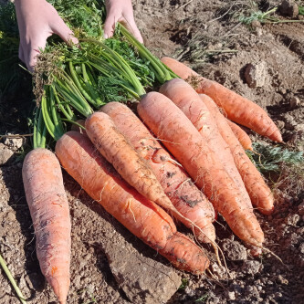 Pachet cu morcovi, cartofi albi și roșii - 12 kg